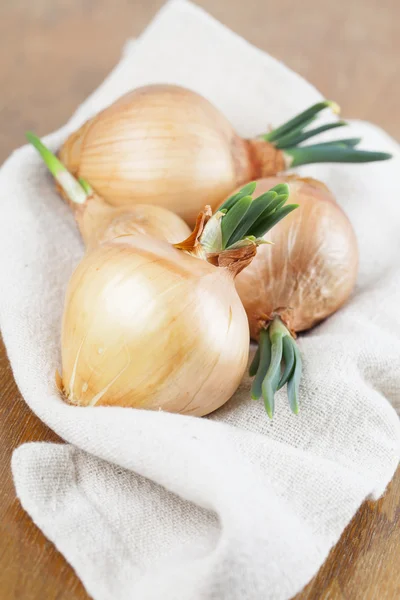 Onions — Stock Photo, Image