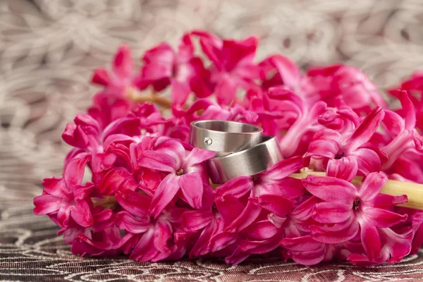 Anéis de casamento no jacinto vermelho — Fotografia de Stock