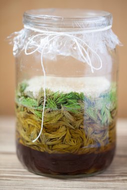 Şurup yapım - Ladin filizlenir