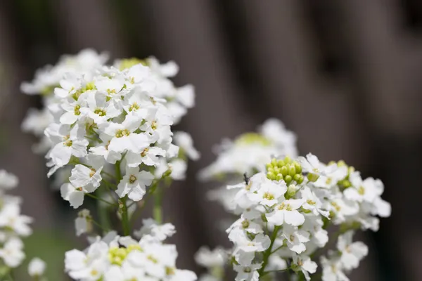 Flores de rábano — Fotografia de Stock