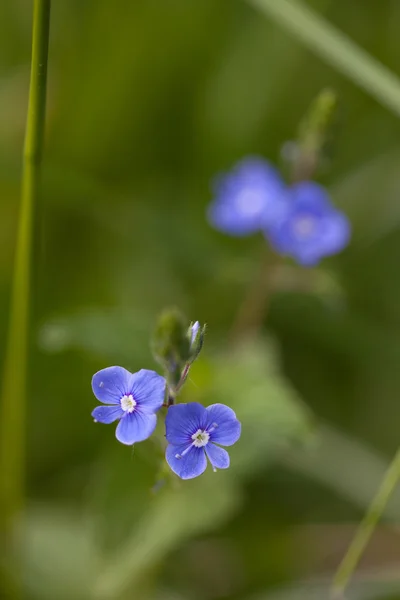 Veronica — Stockfoto