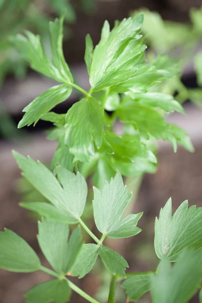 Lovage — Stok Foto