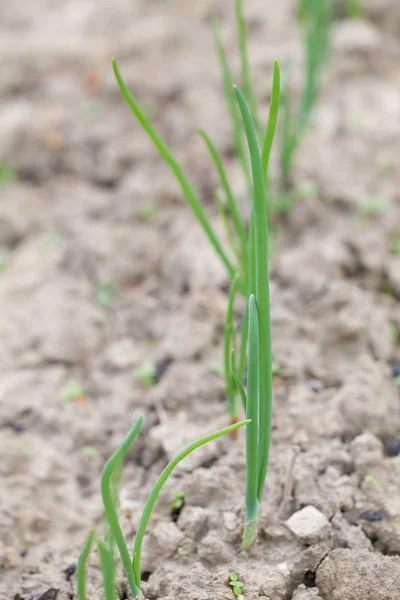 Lök groddar — Stockfoto