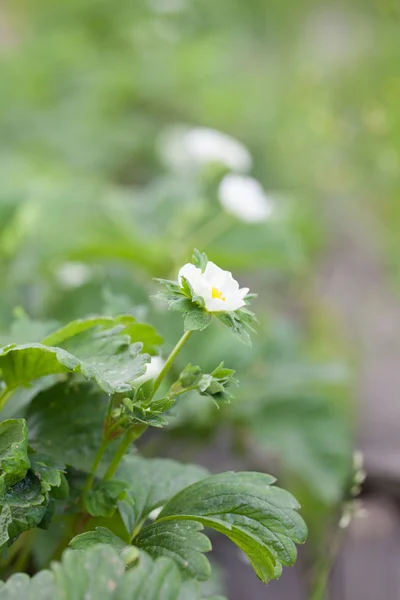 Strawberry flowers — Stock Photo, Image
