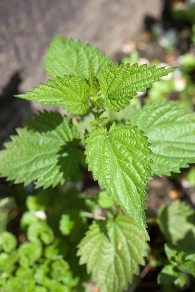 Nettle — Stock Photo, Image