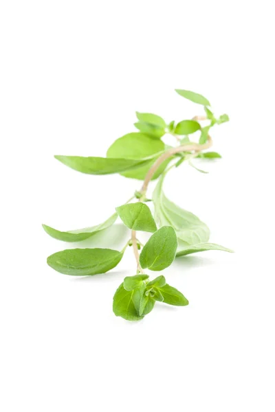 Marjoram — Stock Photo, Image