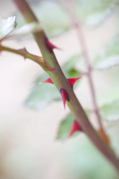 Espinhos de rosa — Fotografia de Stock