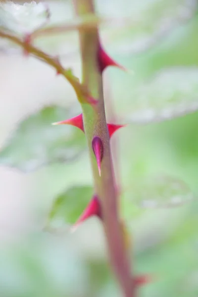 Espinhos de rosa — Fotografia de Stock