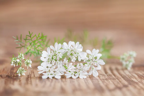 Koriander-Blüte — Stockfoto