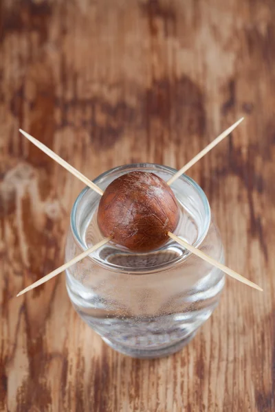 Germinating avocado — Stock Photo, Image