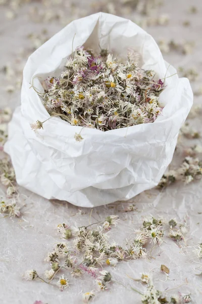 Dry daisies — Stock Photo, Image