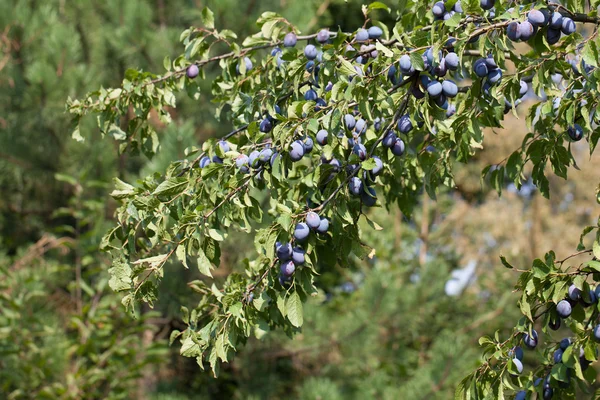 Ciruelas en un árbol — Foto de Stock