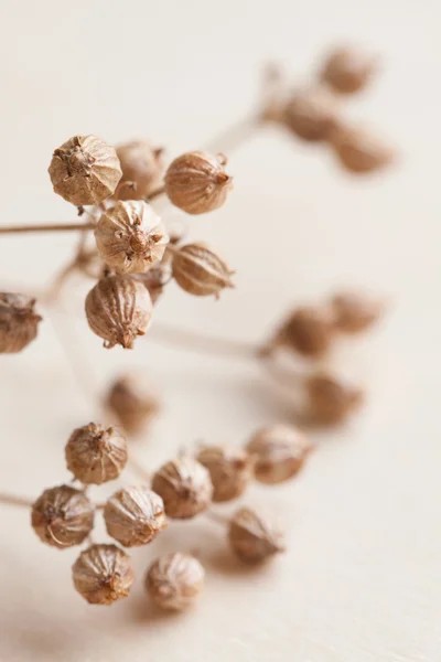 コリアンダーの種子 — ストック写真