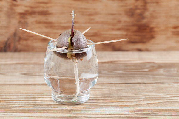 Germinating avocado - part 3