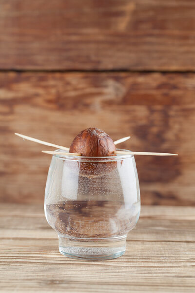 Germinating avocado