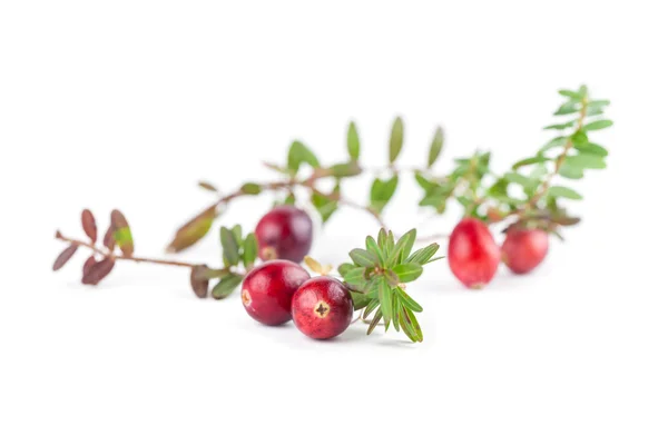 Cranberry twijgen op wit — Stockfoto