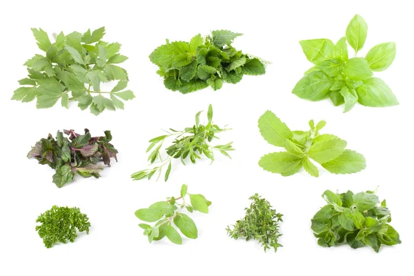 Herbs collection — Stock Photo, Image