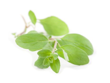 Marjoram.