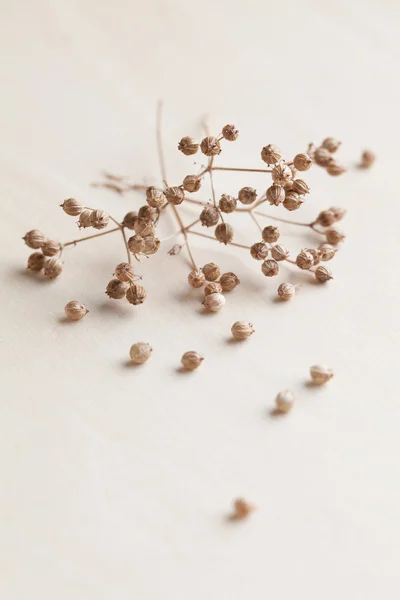 Semínka koriandru — Stock fotografie