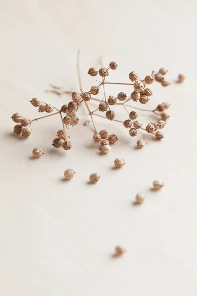 Coriander seeds — Stock Photo, Image