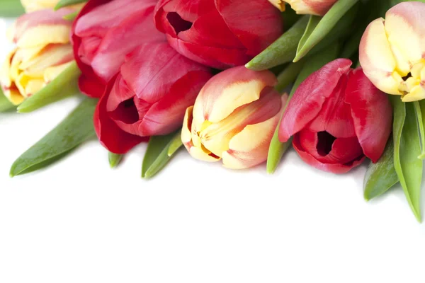 Czerwone i żółte tulipany granicy — Zdjęcie stockowe