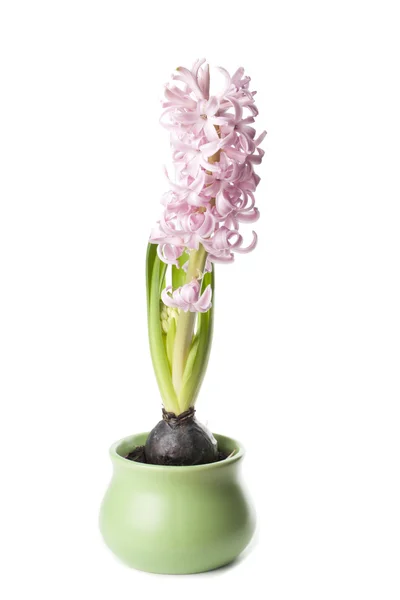 Pink hyacinth growth — Stock Photo, Image