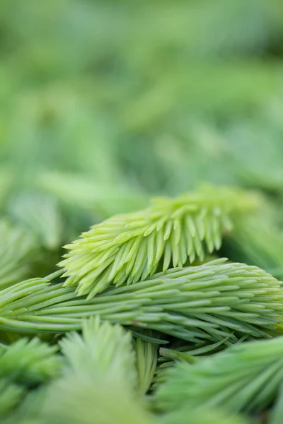 Spruce sprouts background — Stock Photo, Image