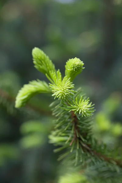 Spruce twig — Stock Photo, Image
