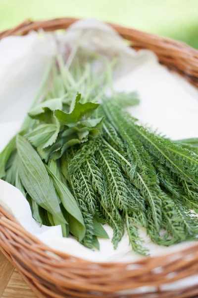 Yarrow, plátano y manto de dama —  Fotos de Stock