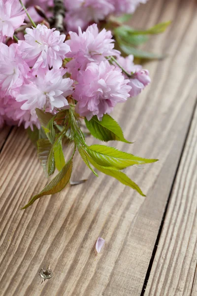 Sakura. — Fotografia de Stock