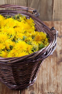 Dandelions sepet içinde