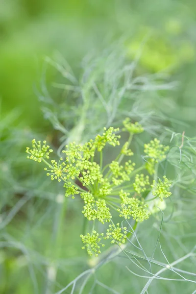 Dill flower — Stockfoto