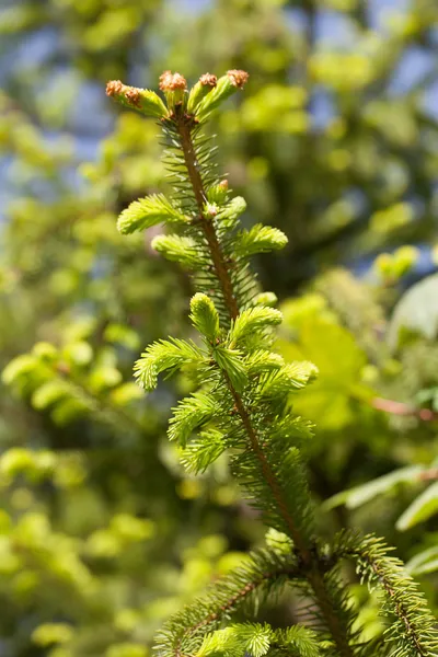 Spruce twig — Stock Photo, Image