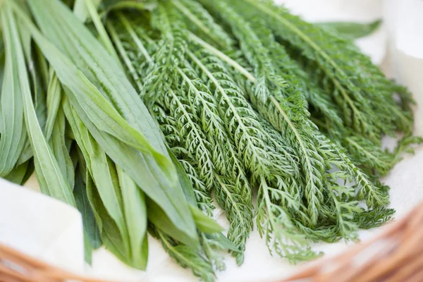 Yarrow, plátano y manto de dama —  Fotos de Stock