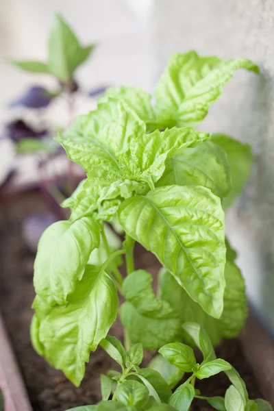 Albahaca —  Fotos de Stock