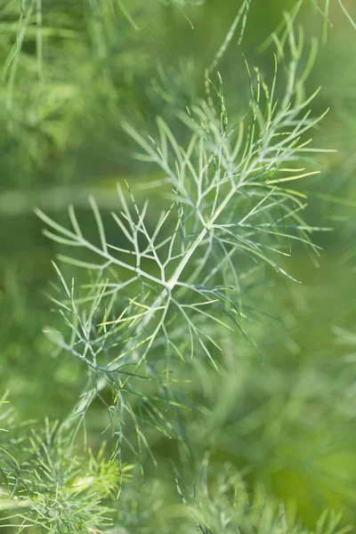 Dill twig — Stock Photo, Image