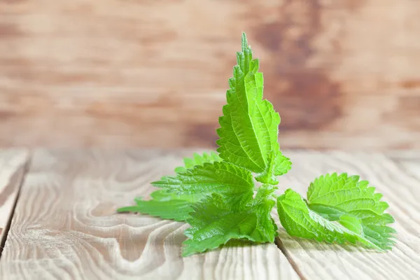 Nettle — Stock Photo, Image