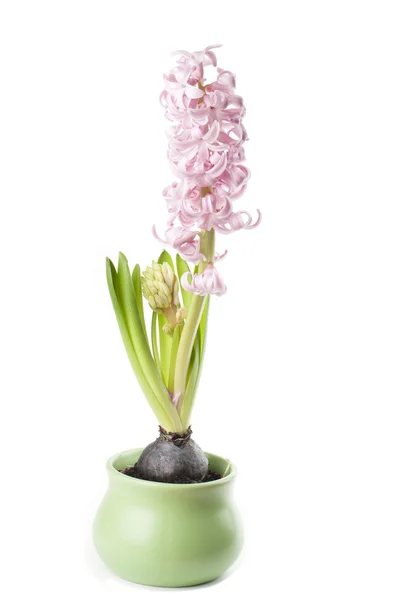 Pink hyacinth growth — Stock Photo, Image