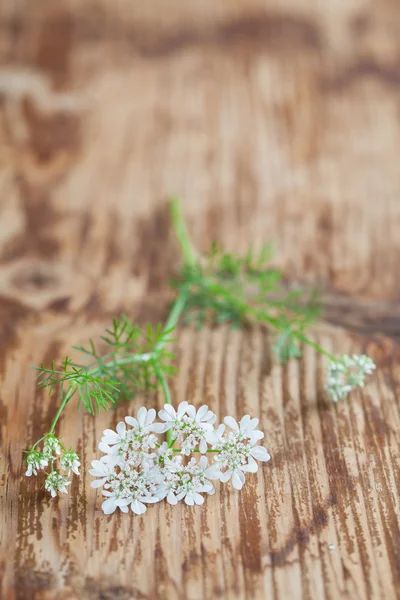 Koriander blomma — Stockfoto