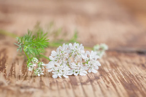 Koriander bloem — Stockfoto