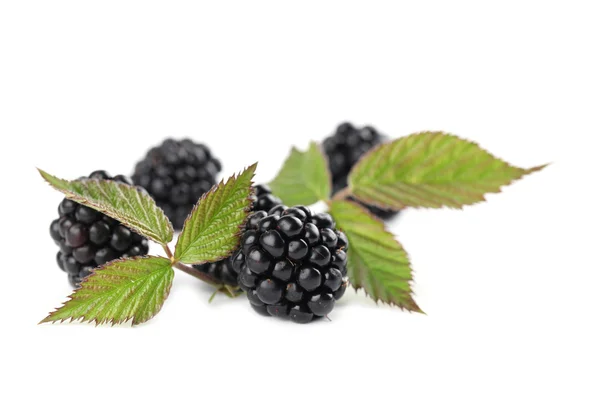 Blackberries — Stock Photo, Image