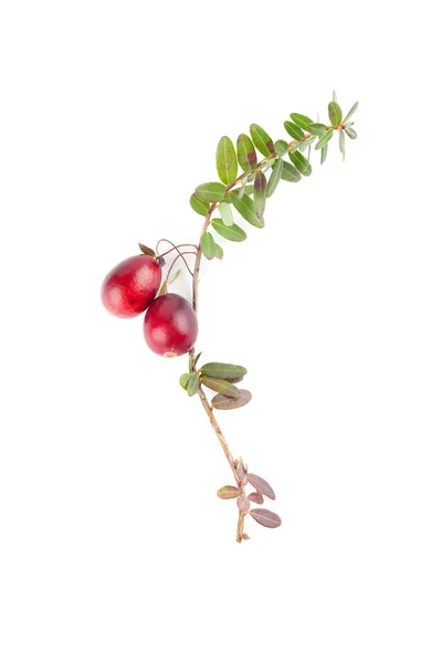 Galho de cranberry em branco — Fotografia de Stock