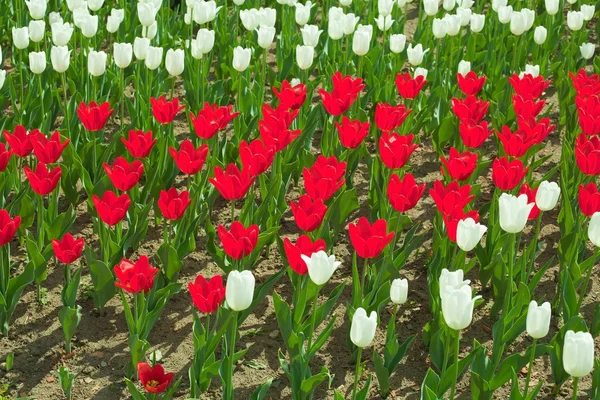 Tulips — Stock Photo, Image