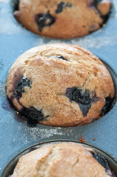 Blåbärsmuffins — Stockfoto