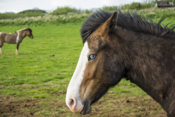 Blue eyed islandský kůň — Stock fotografie