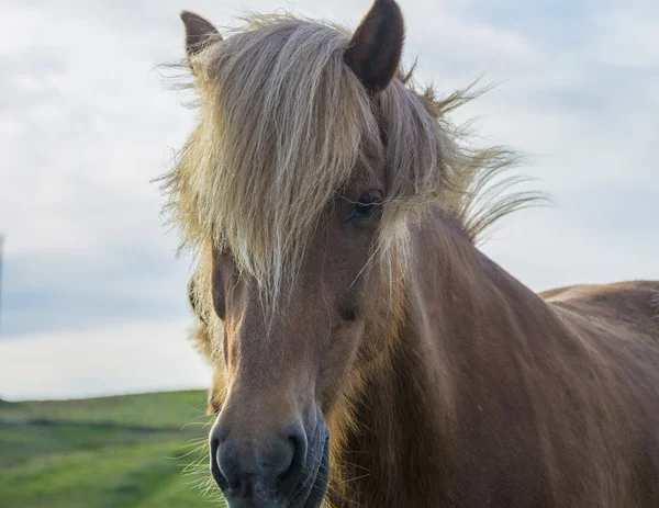 Islandský kůň — Stock fotografie