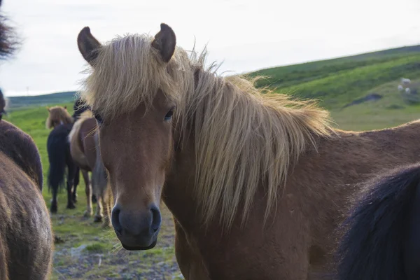 आयसलँडिक घोडा — स्टॉक फोटो, इमेज