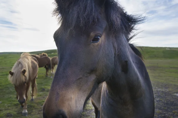 Cavallo icelandese nero primo piano — Foto Stock