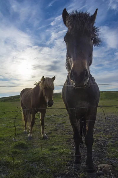 Two icelandic horses — Stock Photo, Image