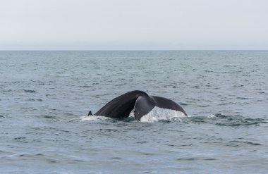 kambur balina, Dalış. megaptera novaeangliae
